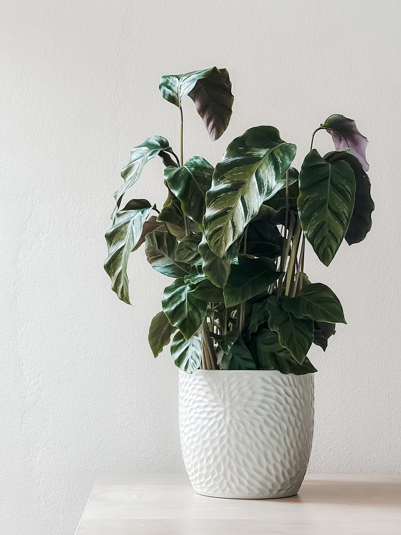 Houseplants